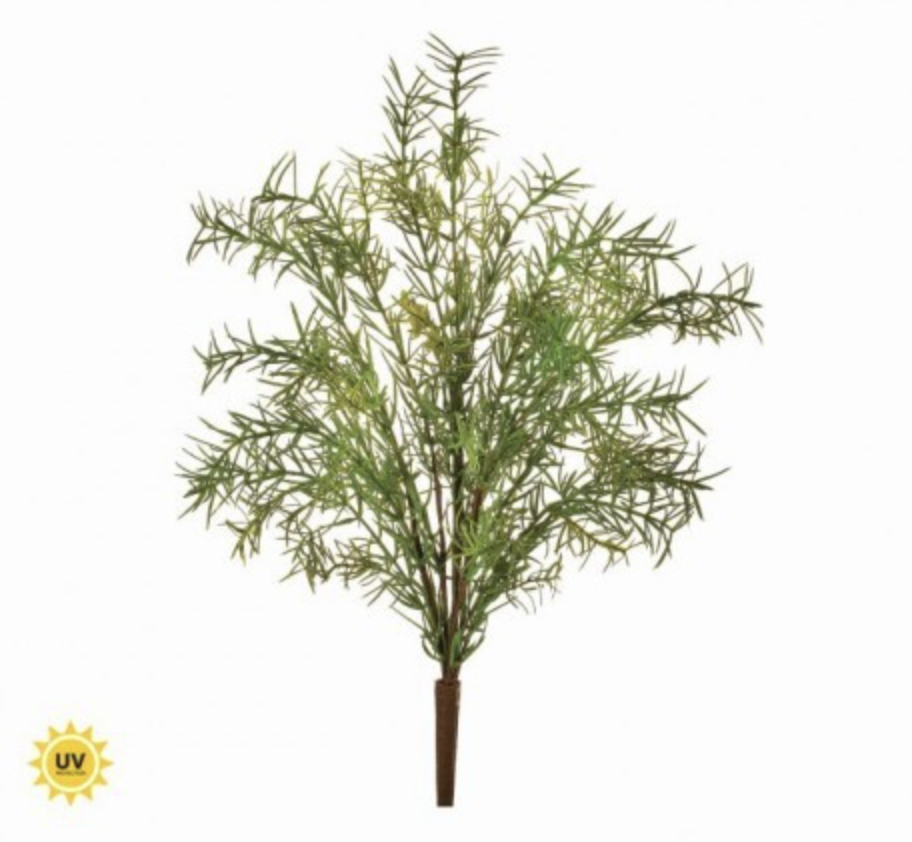 18" UV SPRENGERI FERN BUSH