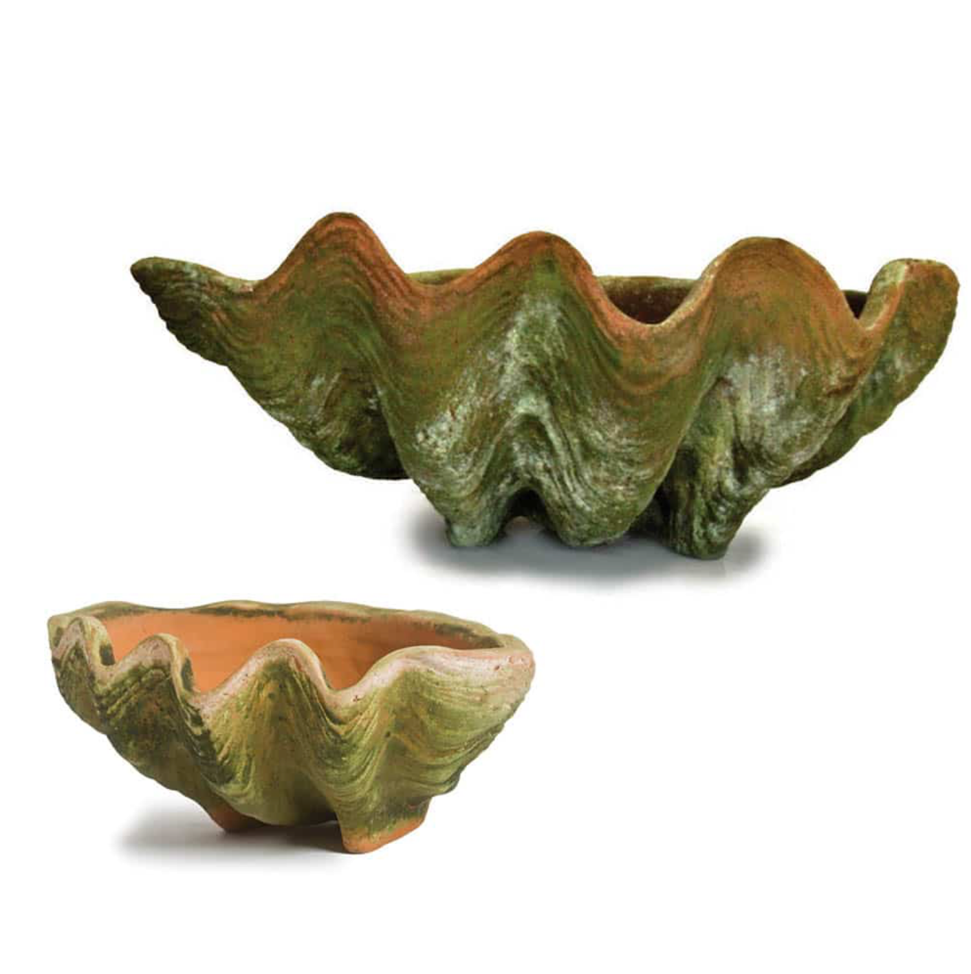 AGED CONCH SHELL